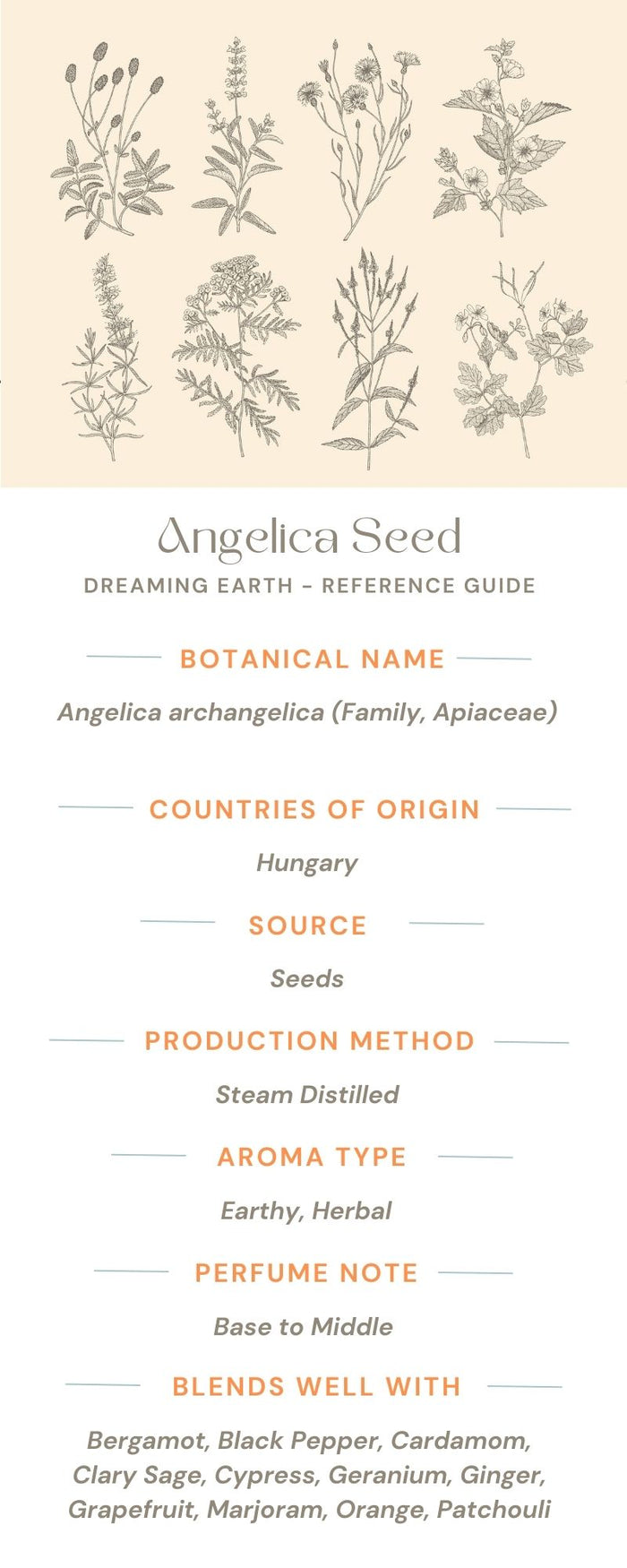 Angelica Seed Essential Oil