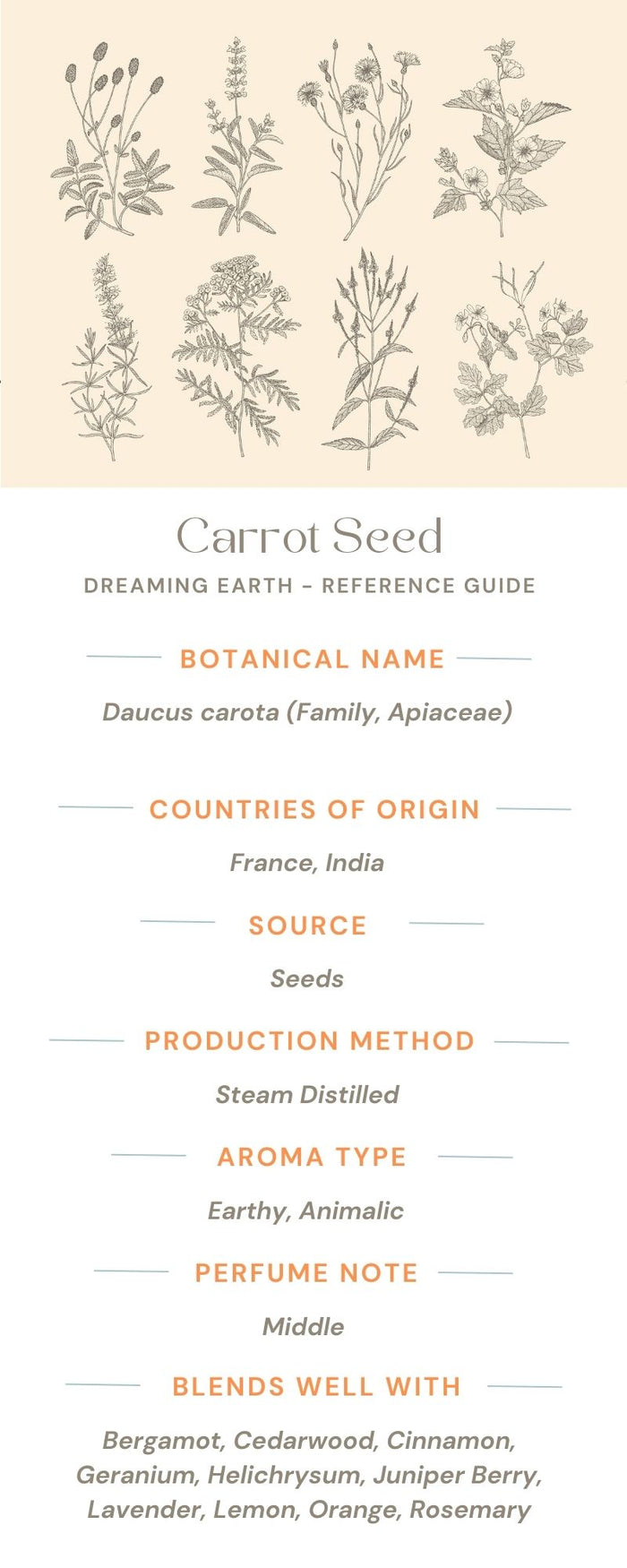 Carrot Seed Essential Oil