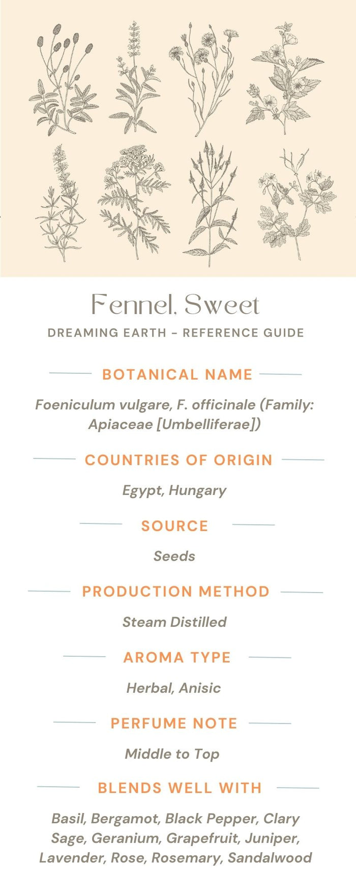 Fennel, Sweet Essential Oil - Dreaming Earth Inc