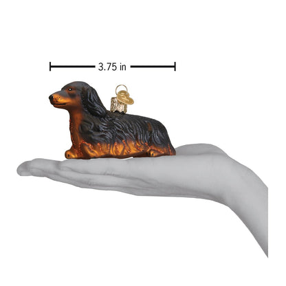Long-haired Dachshund