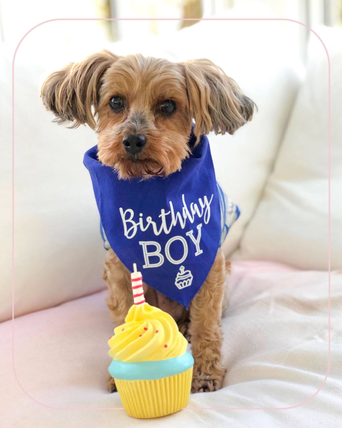 Birthday Cupcake Squeaky Natural  Rubber Dog Toy Medium Size