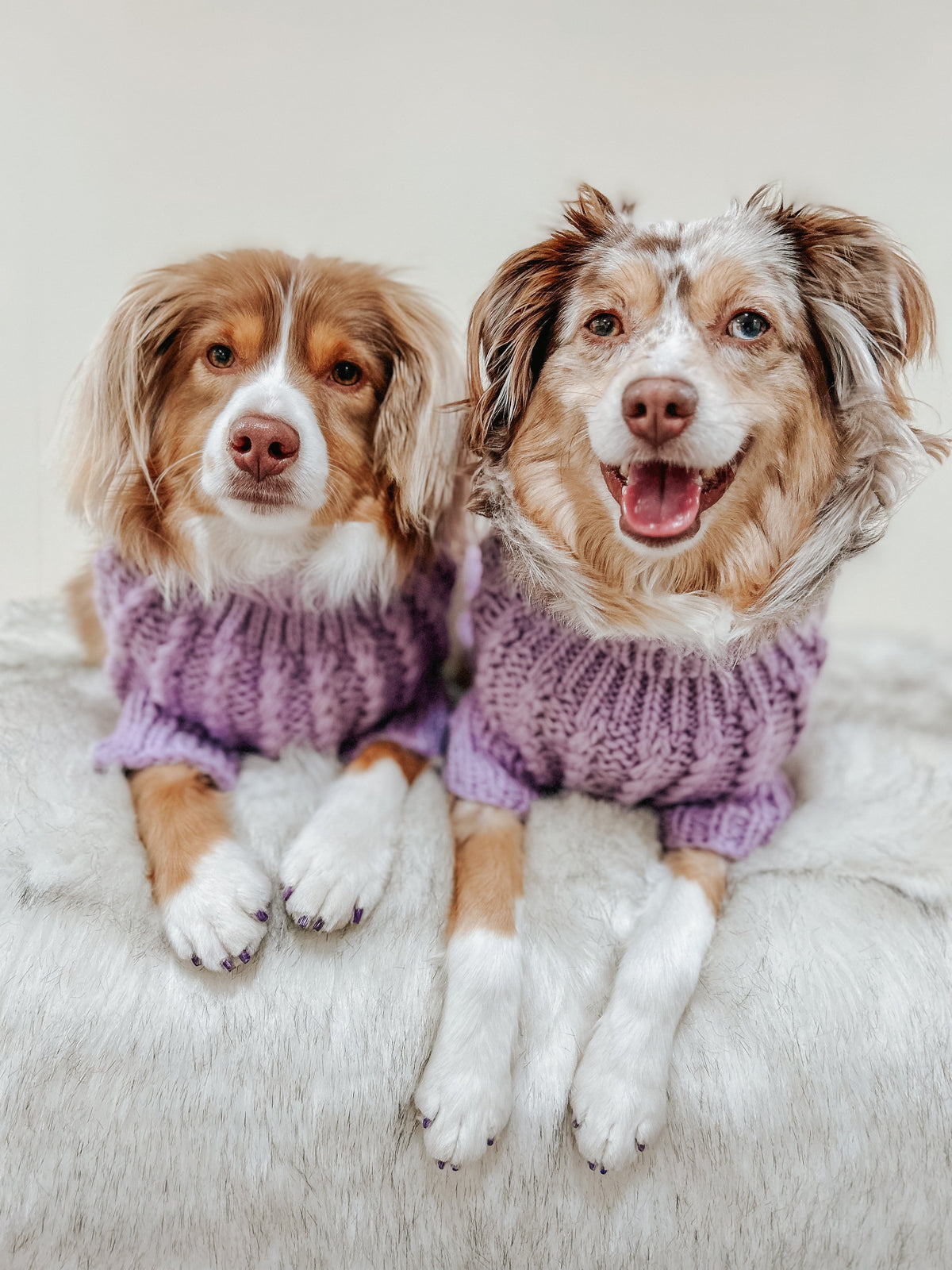 Pet Cable Knit Sweater - Lavender