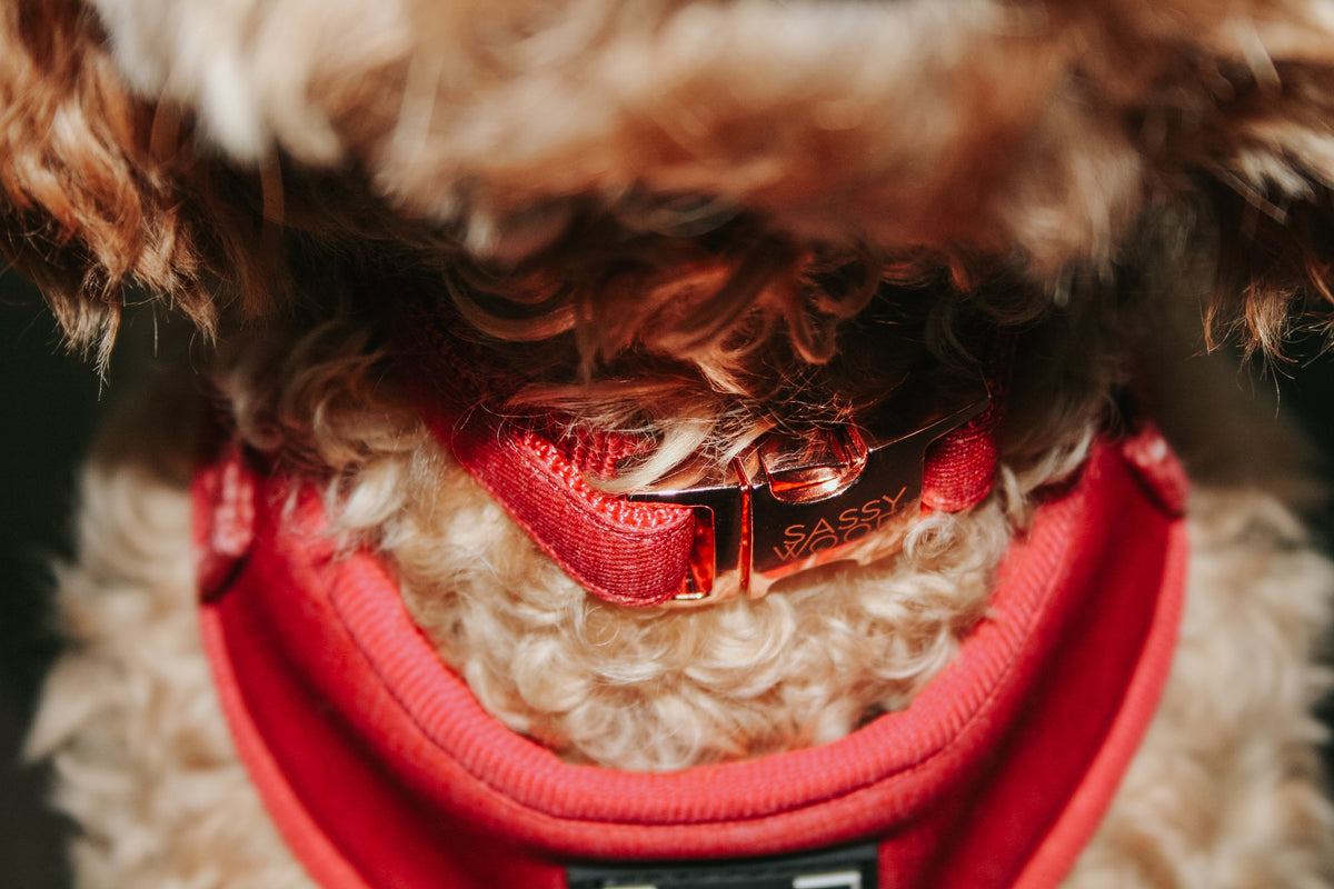 Dog Collar - Merlot
