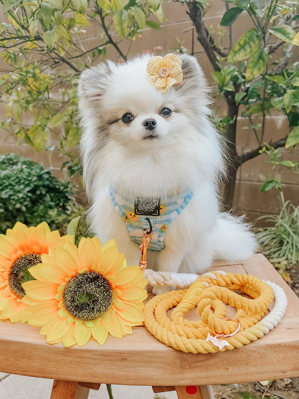 Dog Rope Leash - Lemon Drop