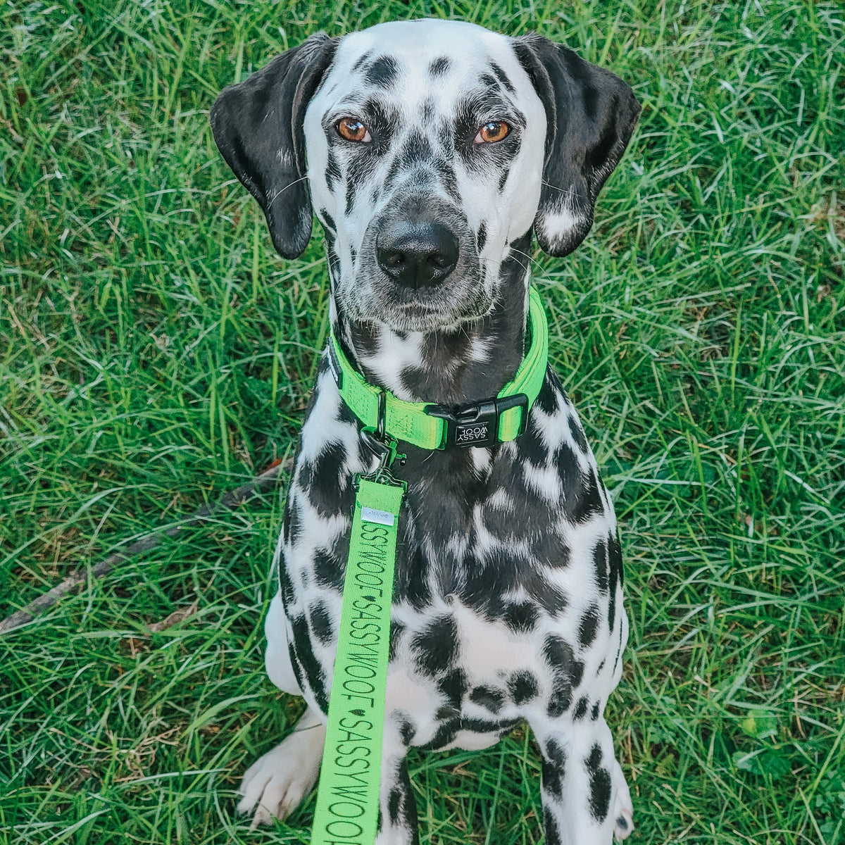 Dog Leash - Neon Green