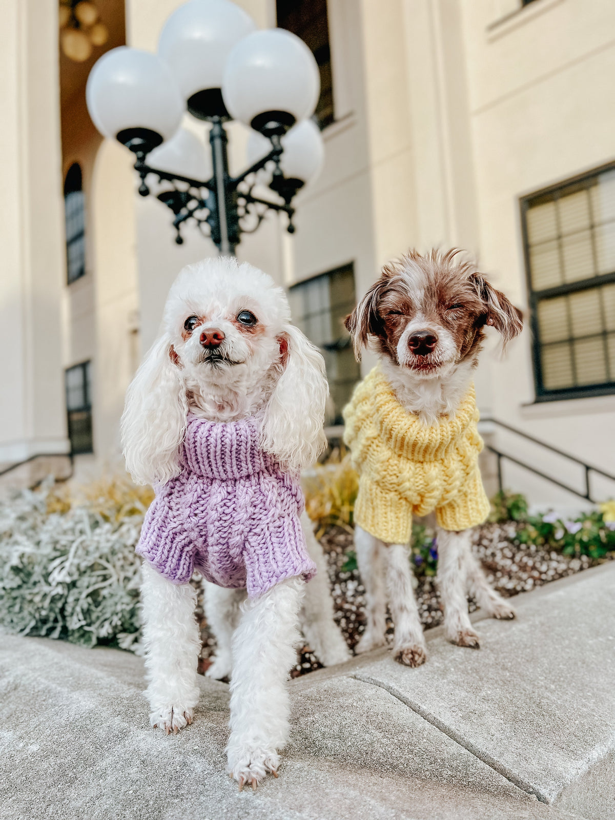 Pet Cable Knit Sweater - Yellow