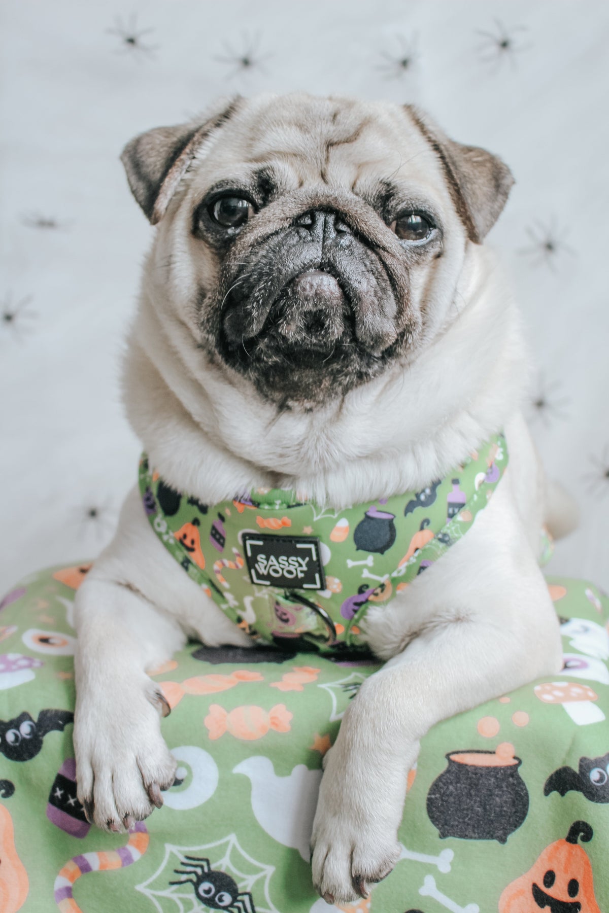 Pet Blanket - Haunt Mess