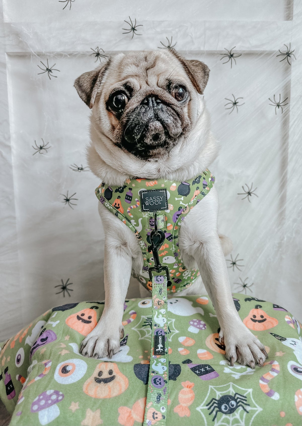 Pet Blanket - Haunt Mess