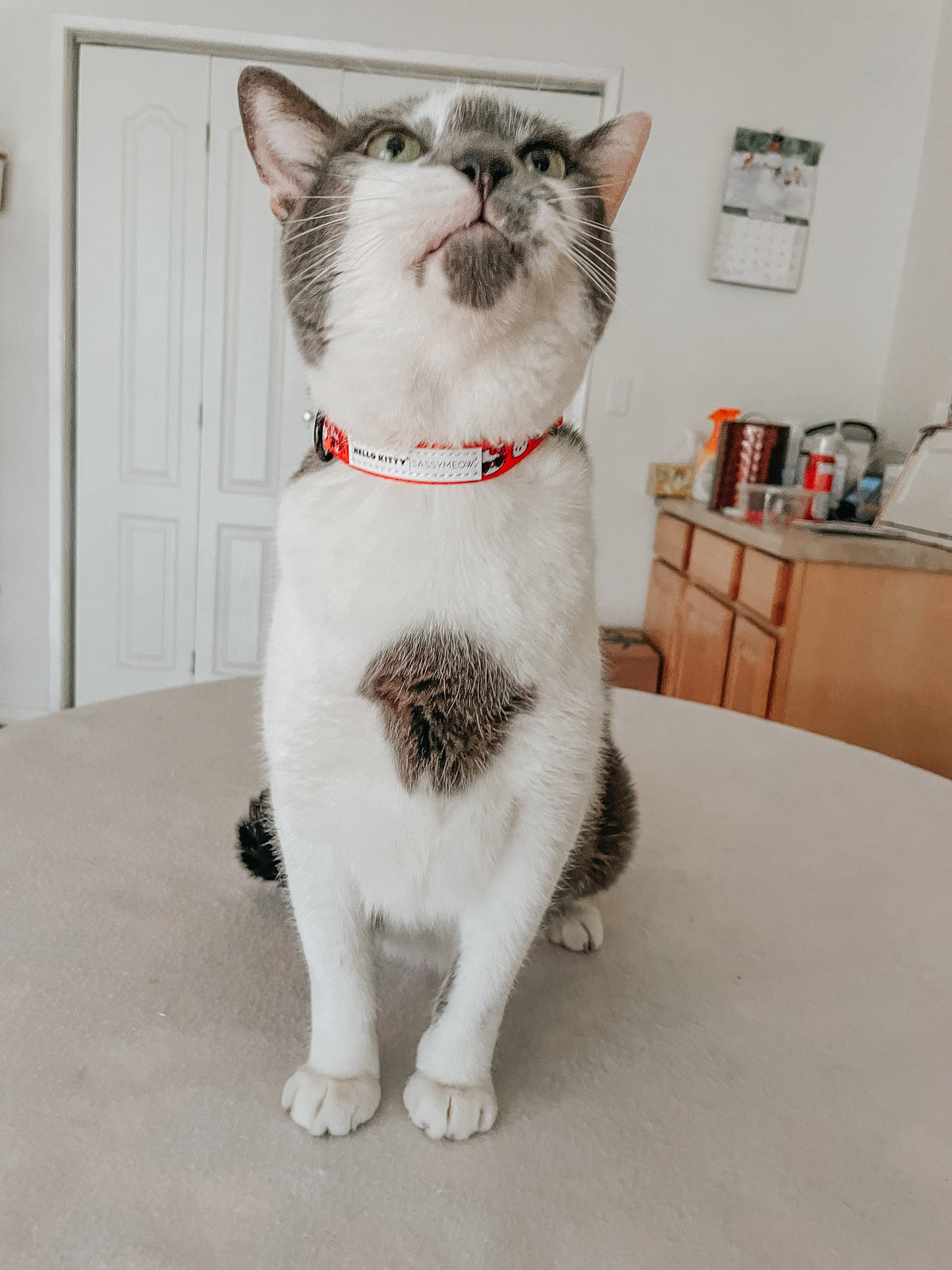 Cat Collar - Hello Kitty® Red Classic