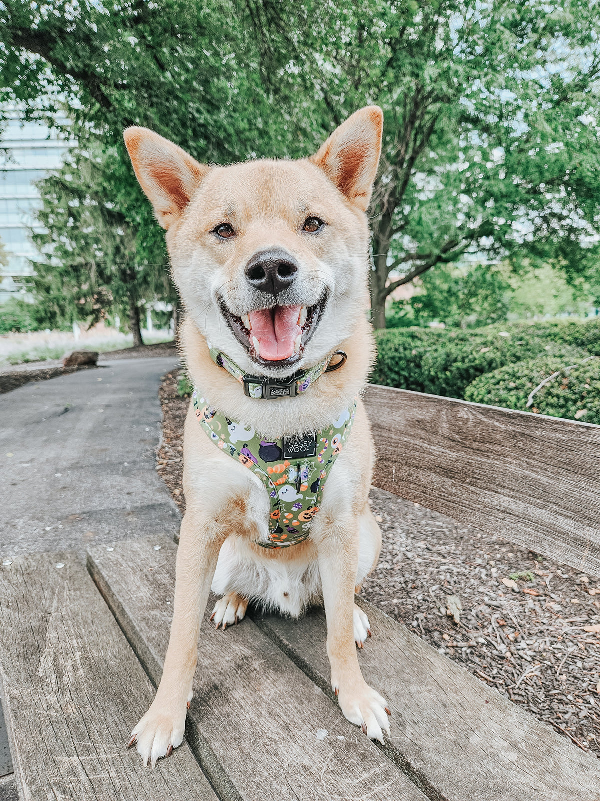 Dog Adjustable Harness - Haunt Mess