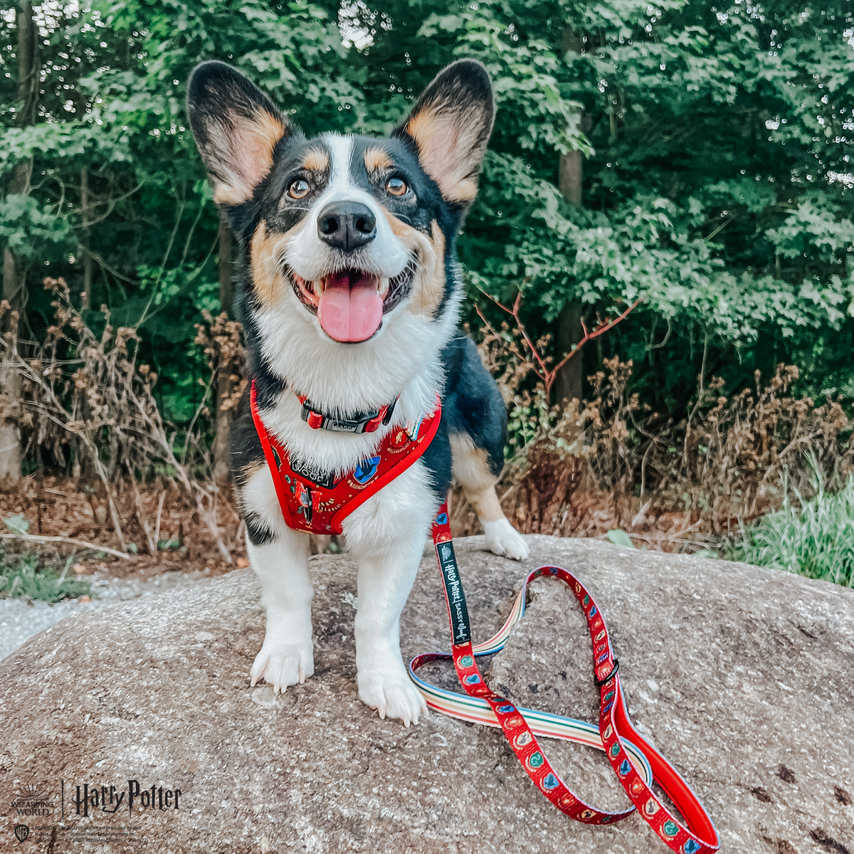 Dog Leash - Harry Potter™