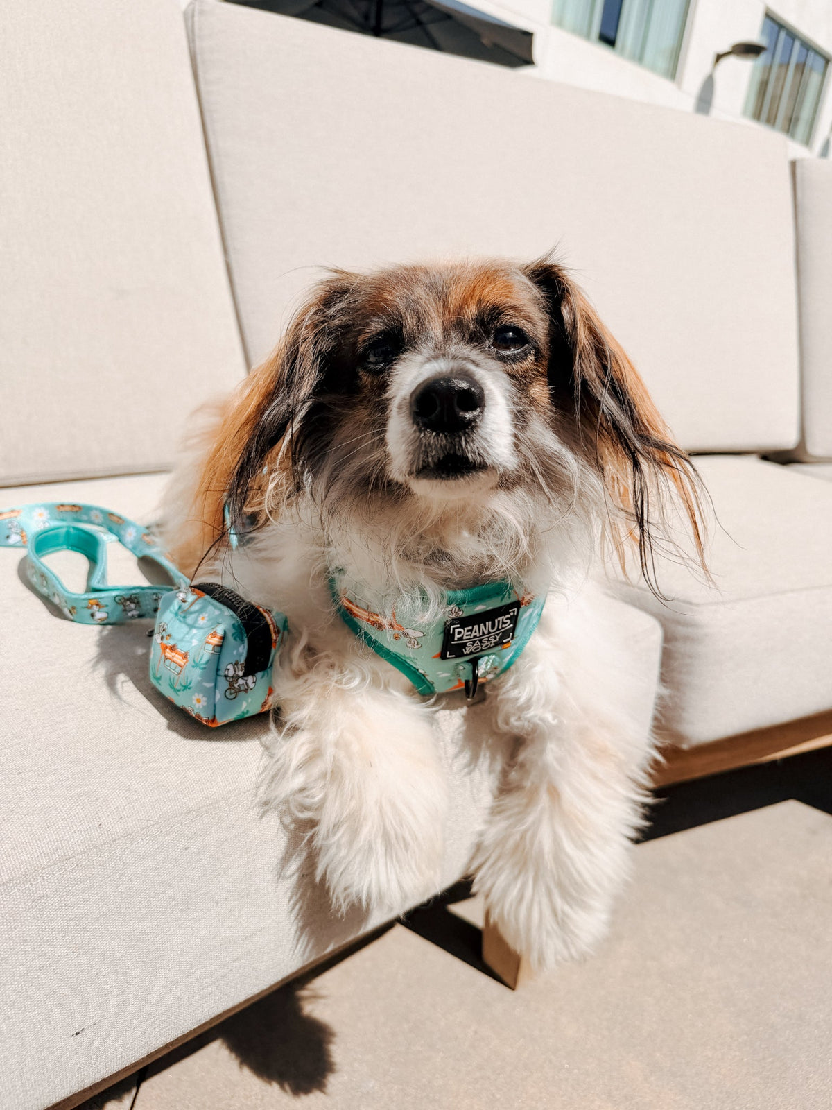 Dog Two Piece Bundle - Peanuts™ Road Tripping