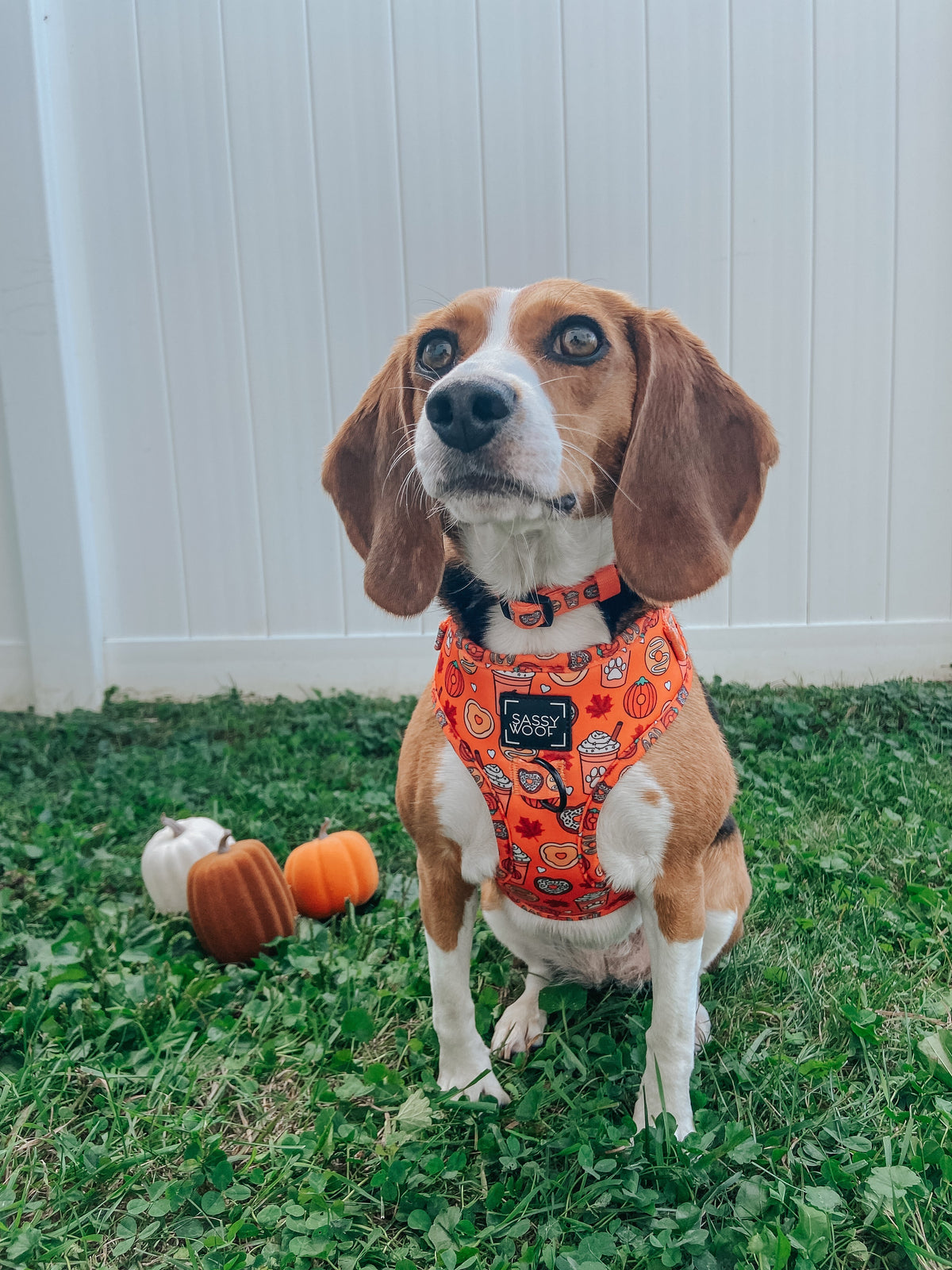 Dog Adjustable Harness - Pupkin Donuts
