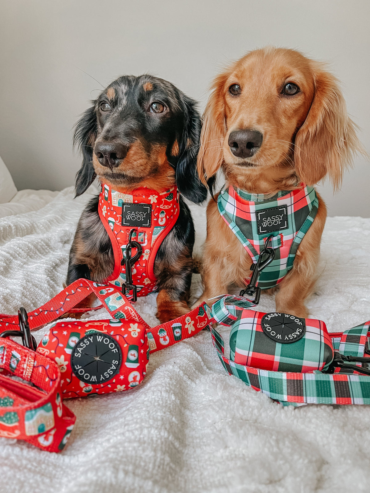 Dog Collar - Jingle Barks