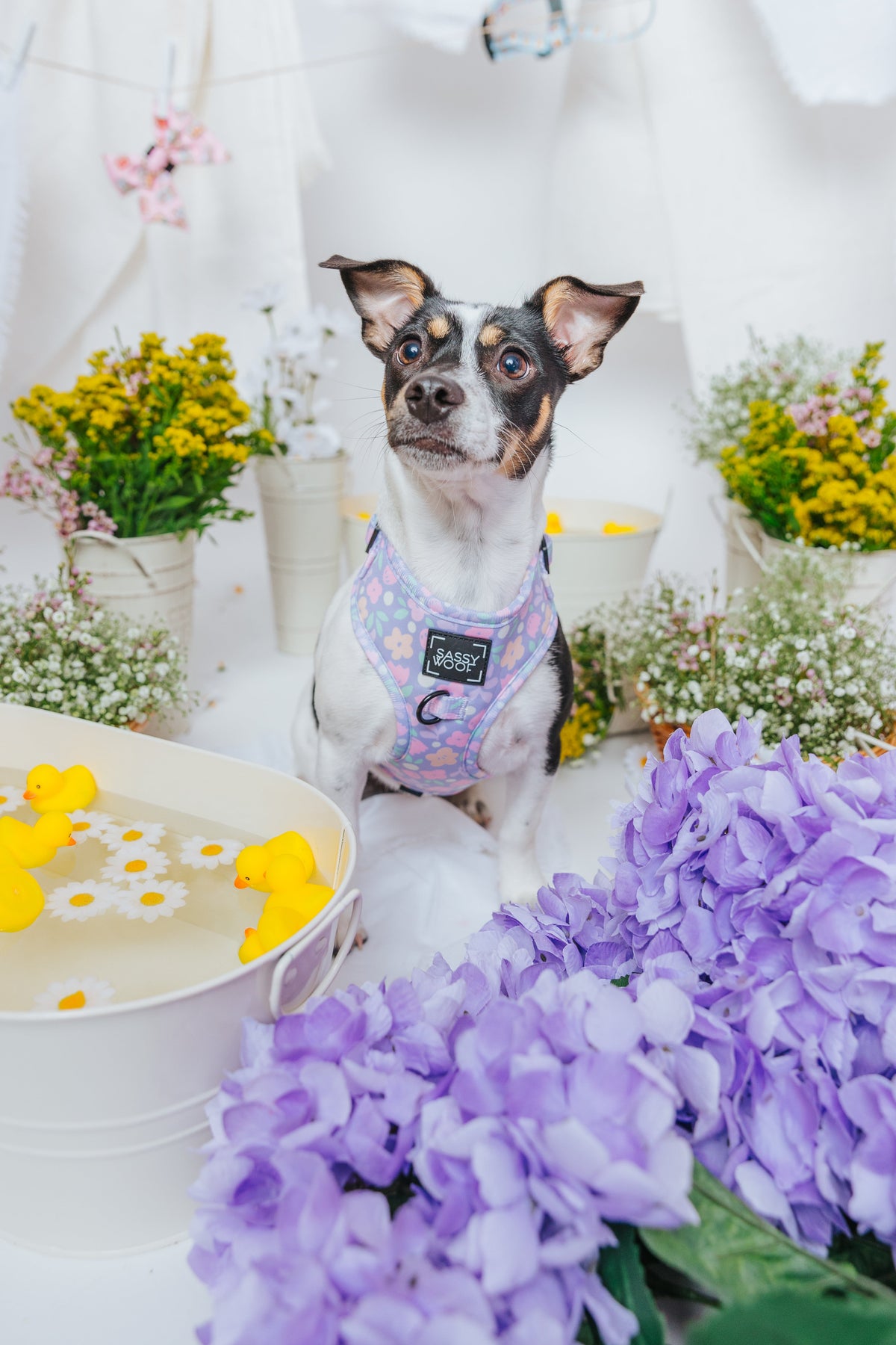 Dog Two Piece Bundle - Fleur de Sass