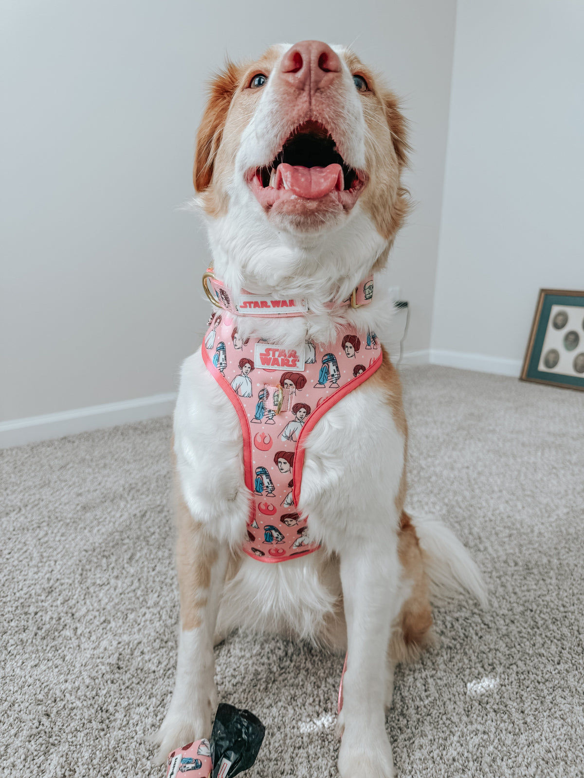 Dog Collar - STAR WARS™ Princess Leia