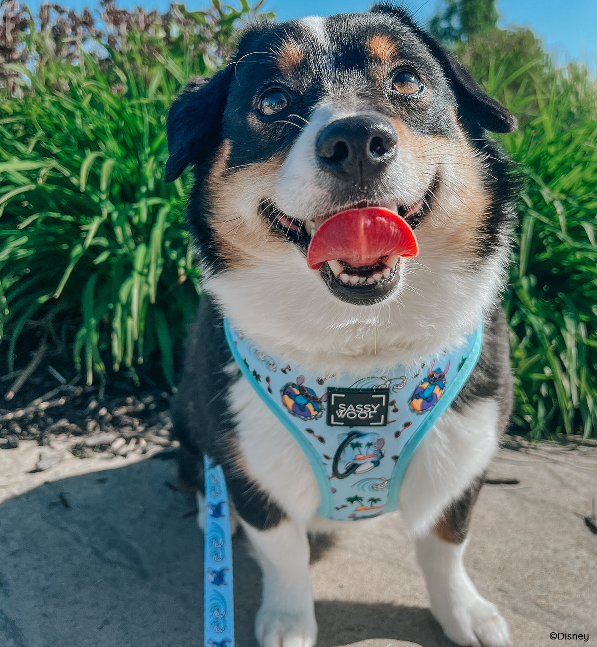 Dog Two Piece Bundle -  Disney's Stitch