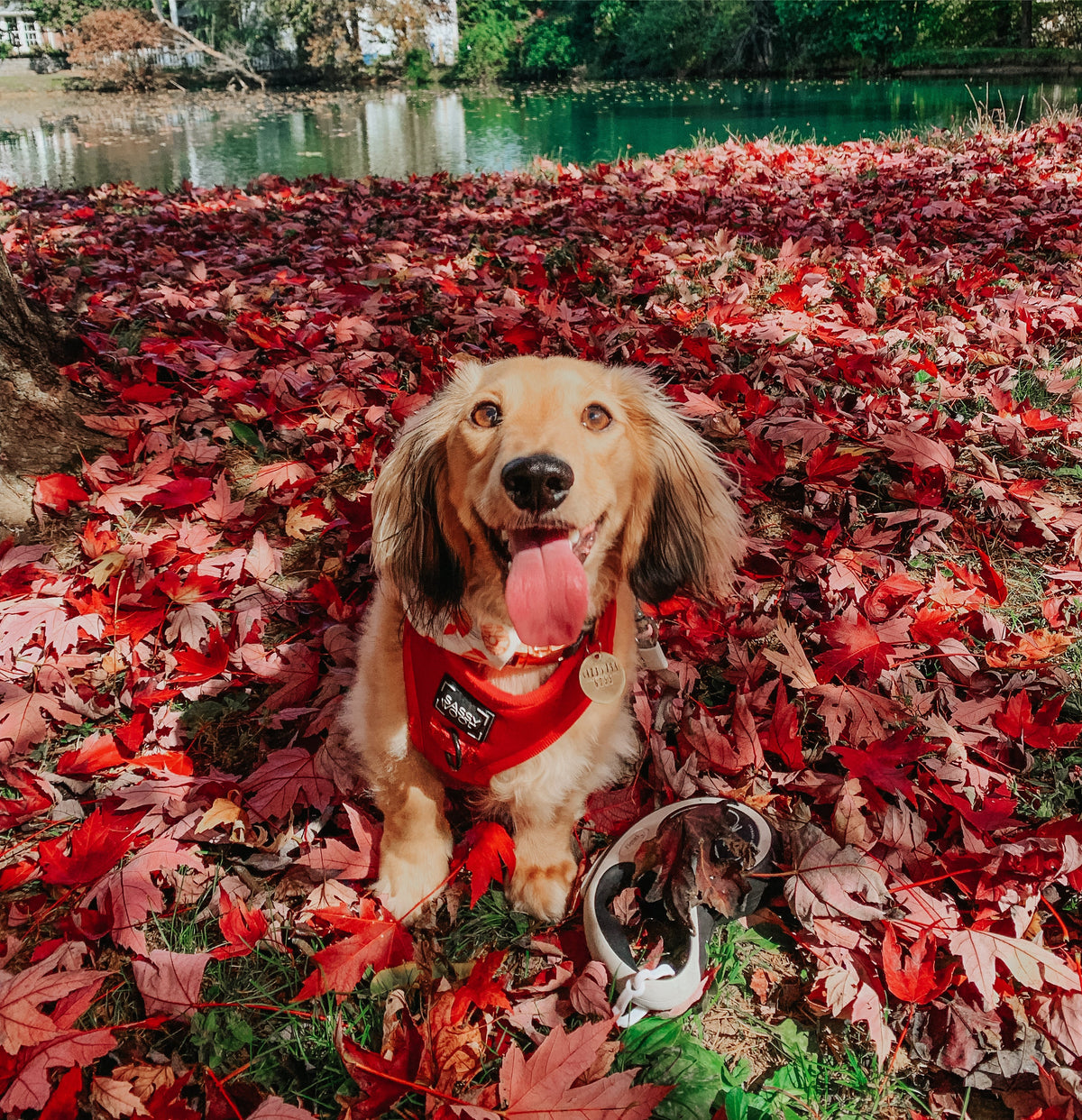 Dog Collar - Merlot