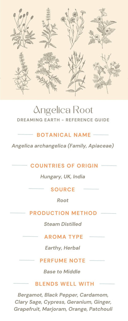 Angelica Root Essential Oil