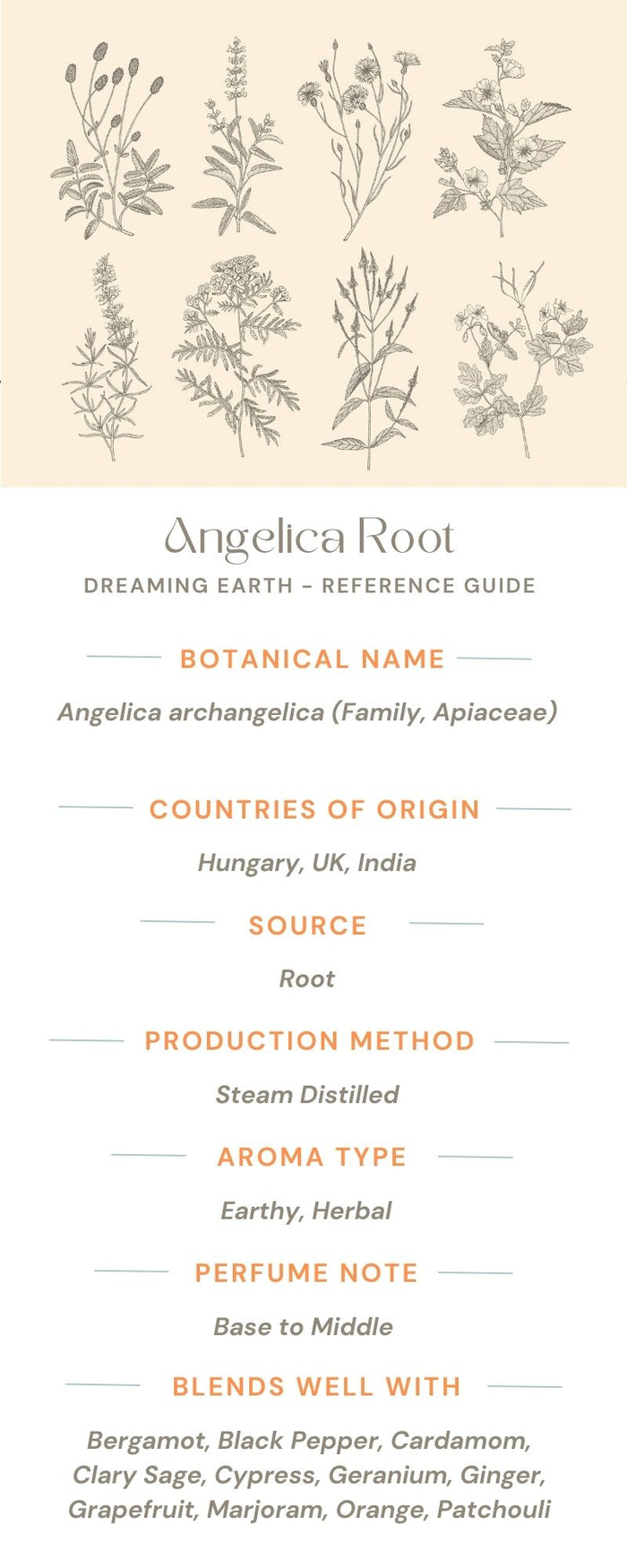 Angelica Root Essential Oil