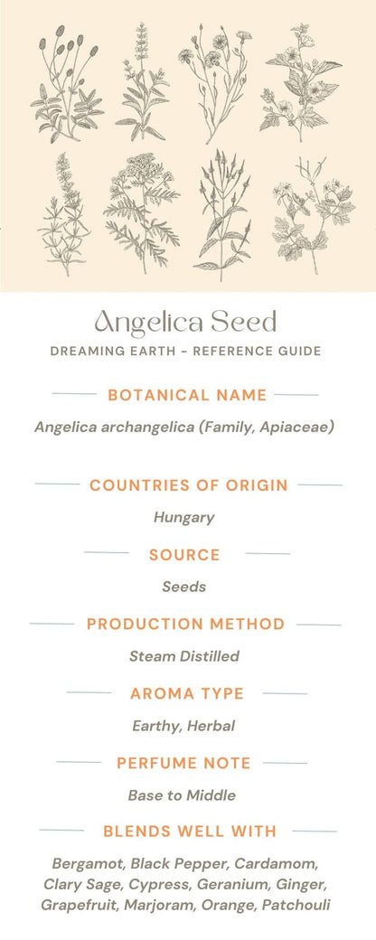 Angelica Seed Essential Oil