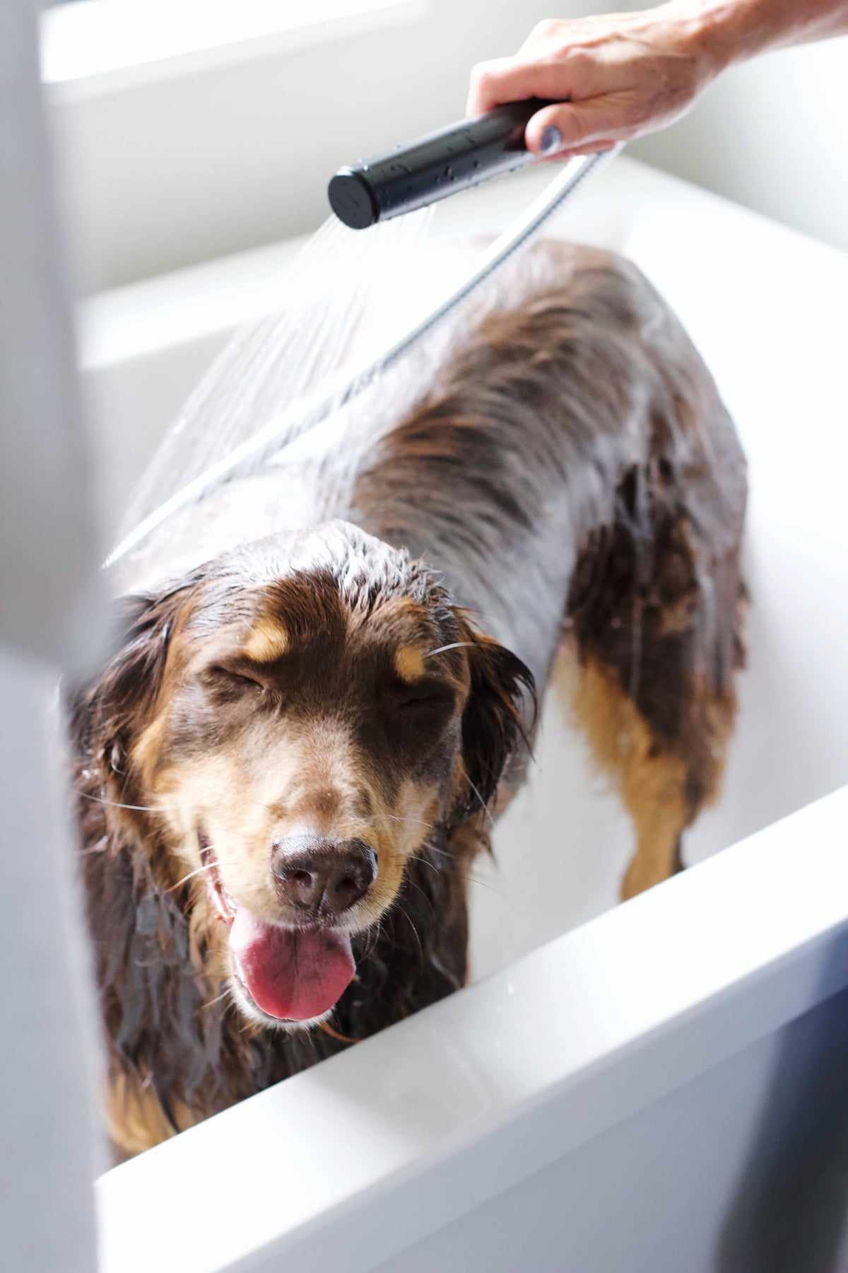 Pure + Good - Dog & Cat Shampoo: Scent Free