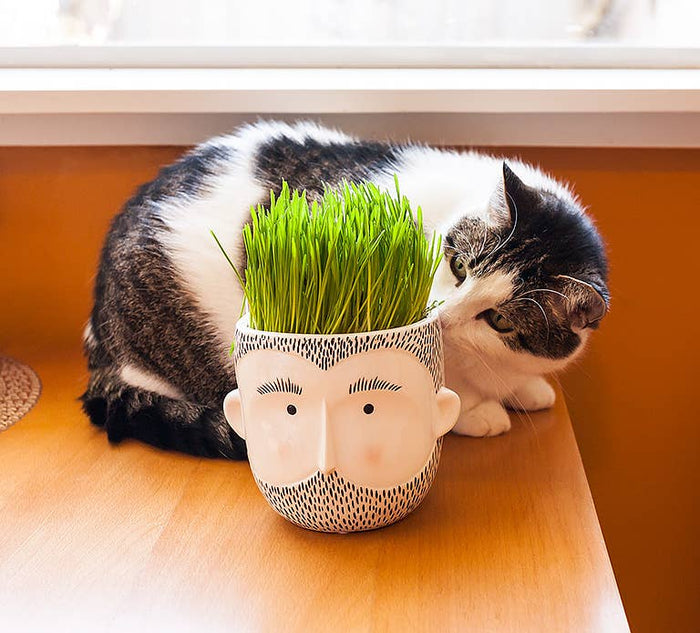Ceramic planter shaped like a bearded man's face with green grass growing, next to a curious black and white cat.