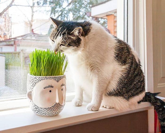 Cat sniffing green grass planted in a decorative bearded man planter on a sunny windowsill