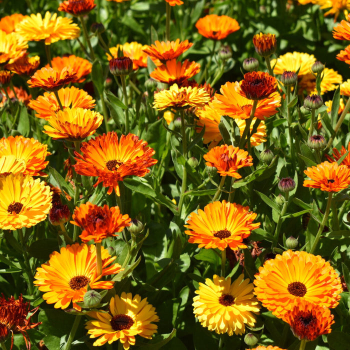 Calendula (Marigold) Oil