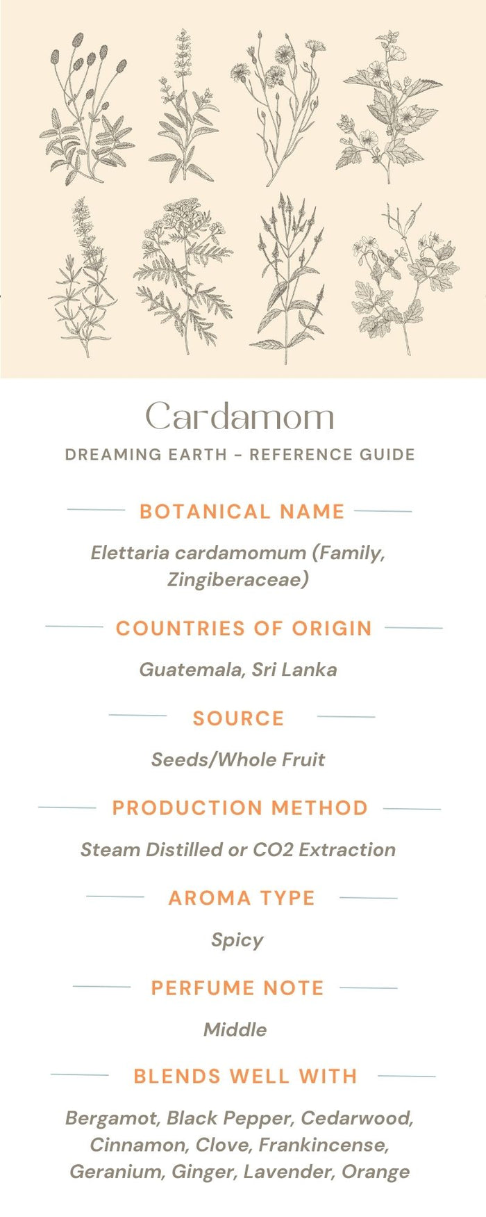 Cardamom Organic Essential Oil