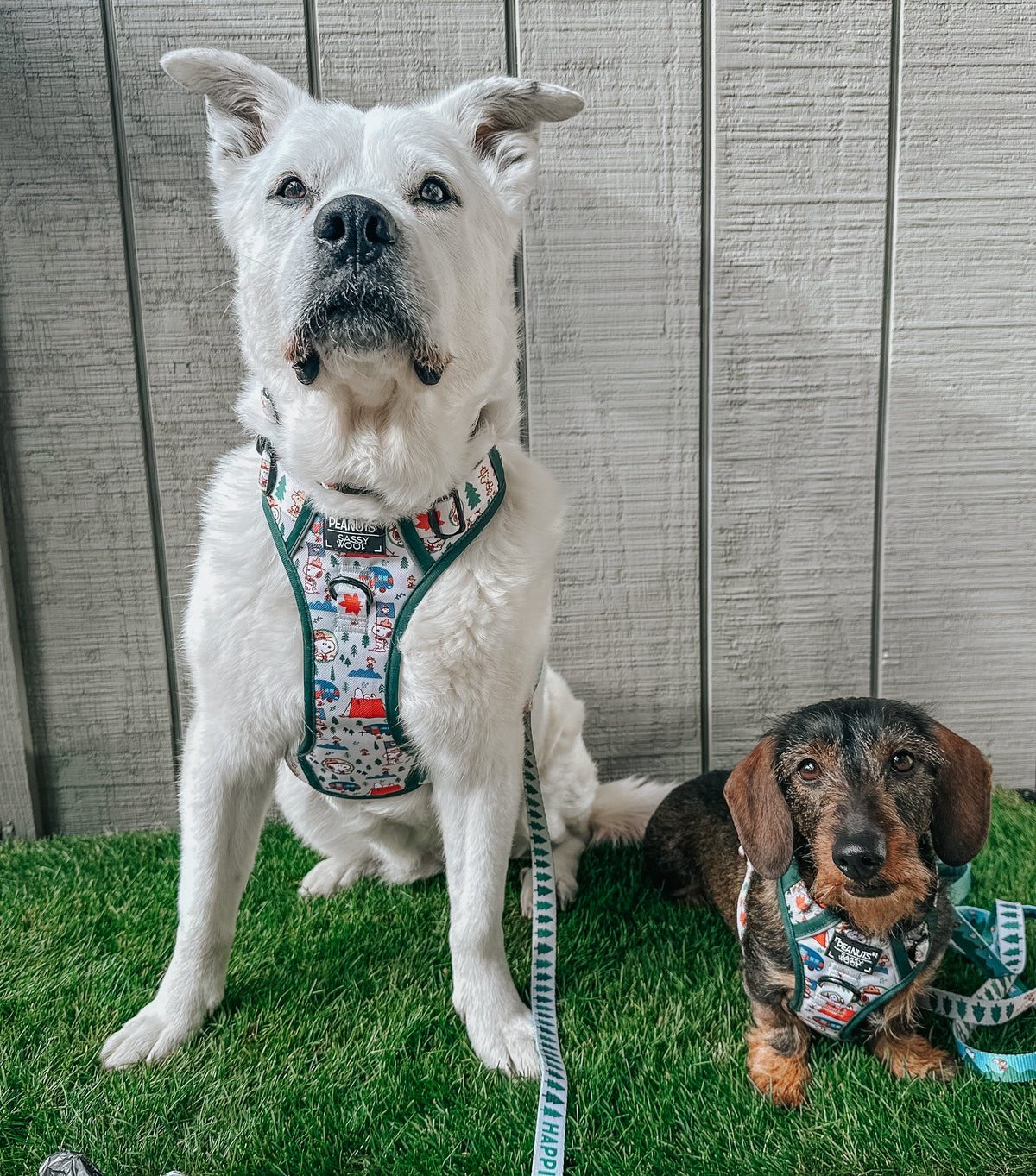 Dog Four Piece Bundle - Peanuts™ Beagle Scouts