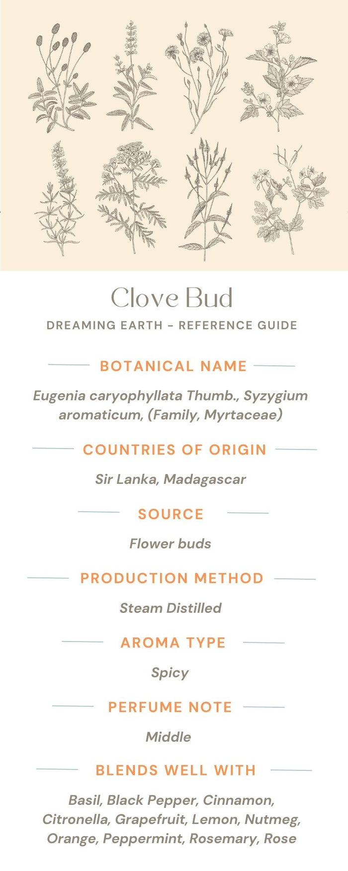 Clove Bud Organic Essential Oil - Dreaming Earth Inc