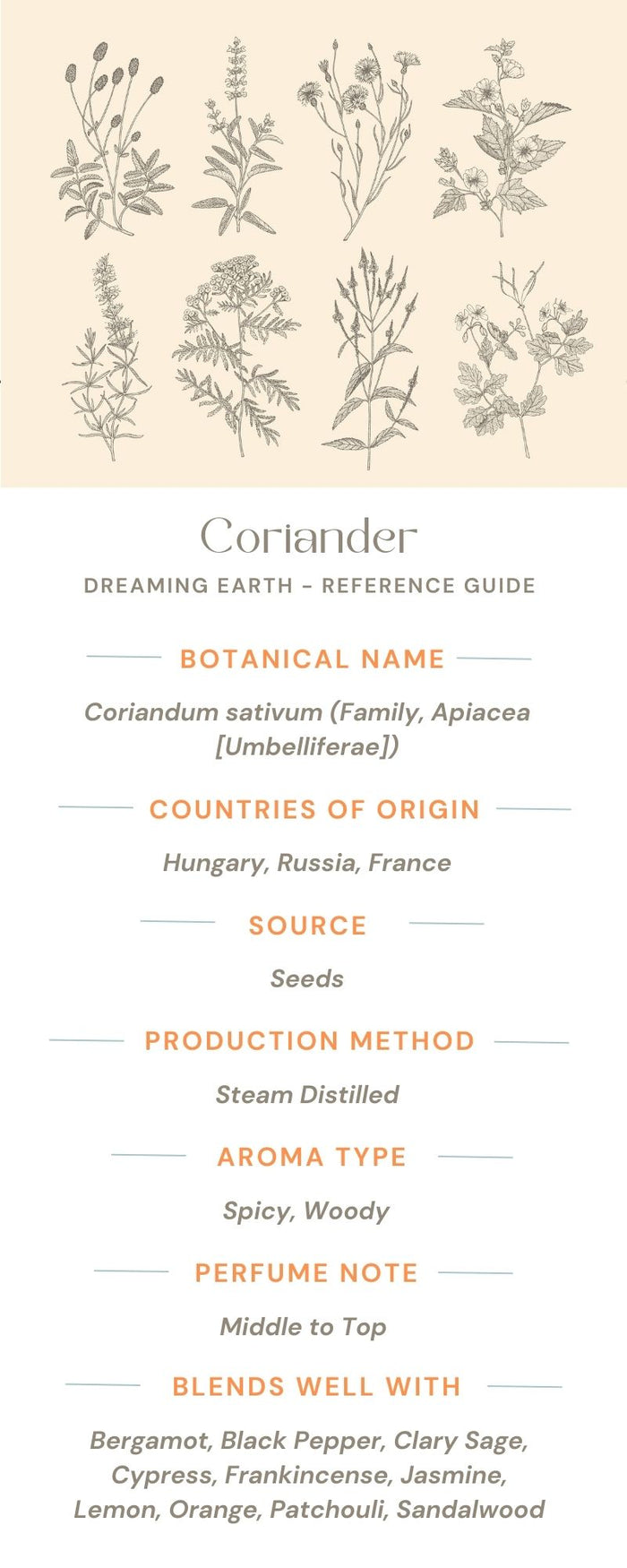 Coriander Essential Oil - Dreaming Earth Inc