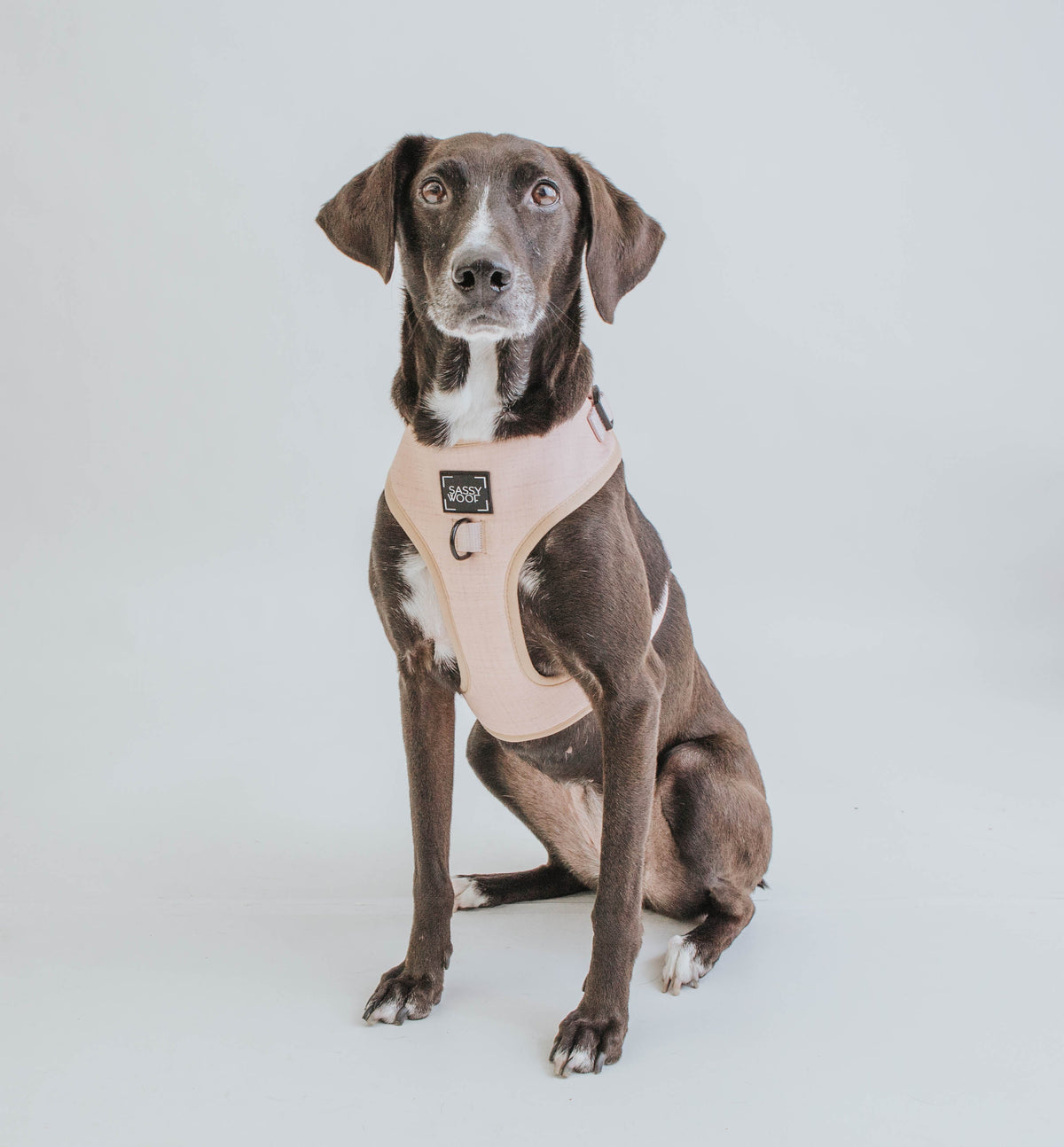 Dog Adjustable Harness - Pinot