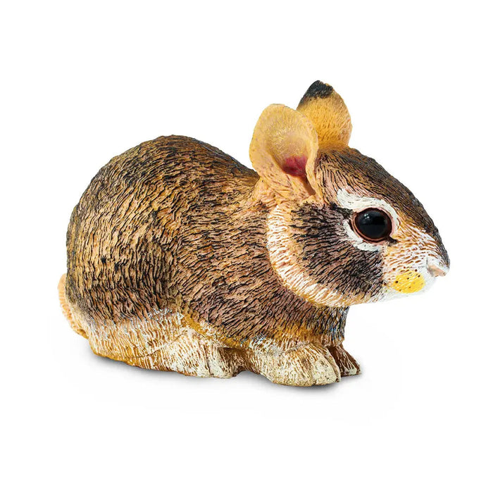 Eastern Cottontail Baby Rabbit