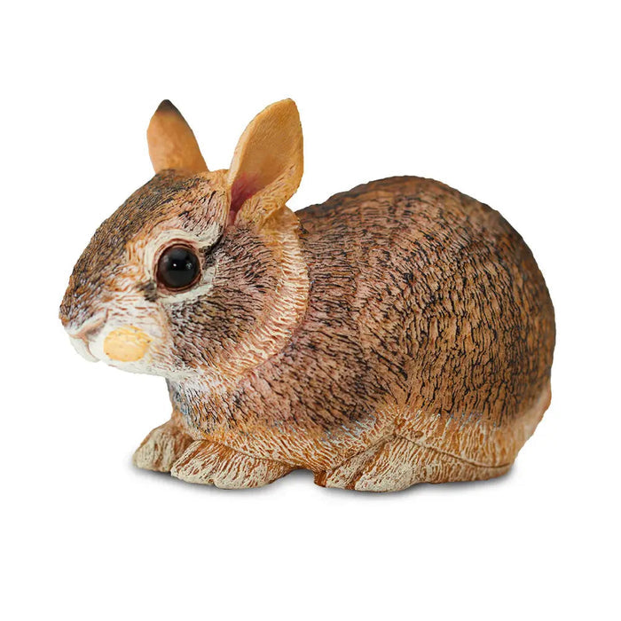 Eastern Cottontail Baby Rabbit
