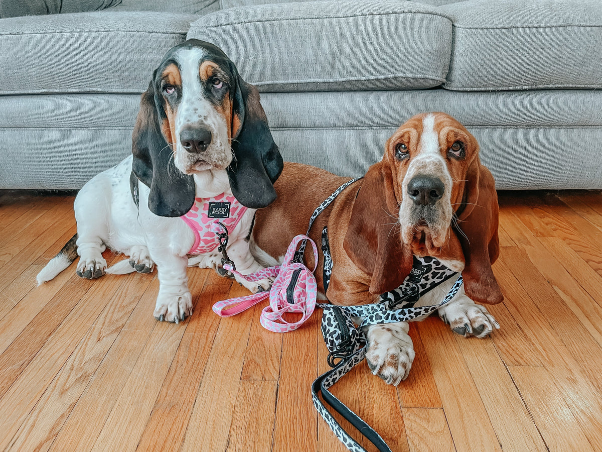 Dog Two Piece Bundle - Whole Milk