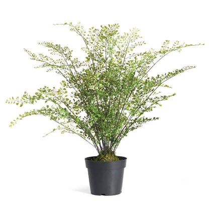 Maidenhair Drop-In