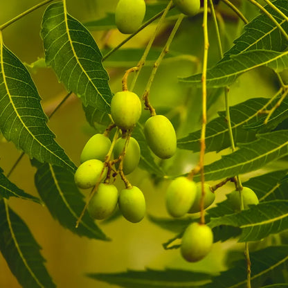 Neem Oil, Organic Virgin