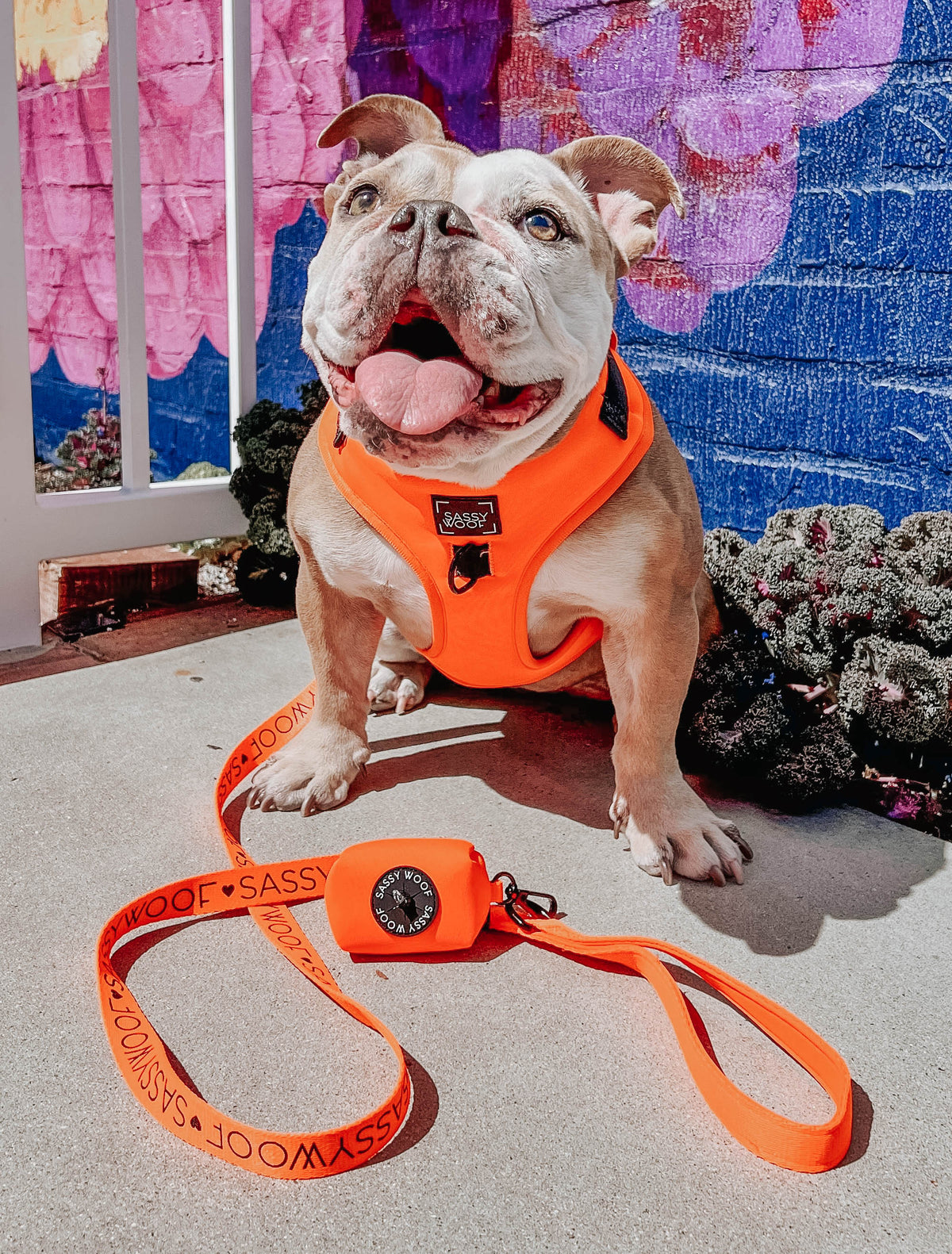 Dog Four Piece Bundle - Neon Orange