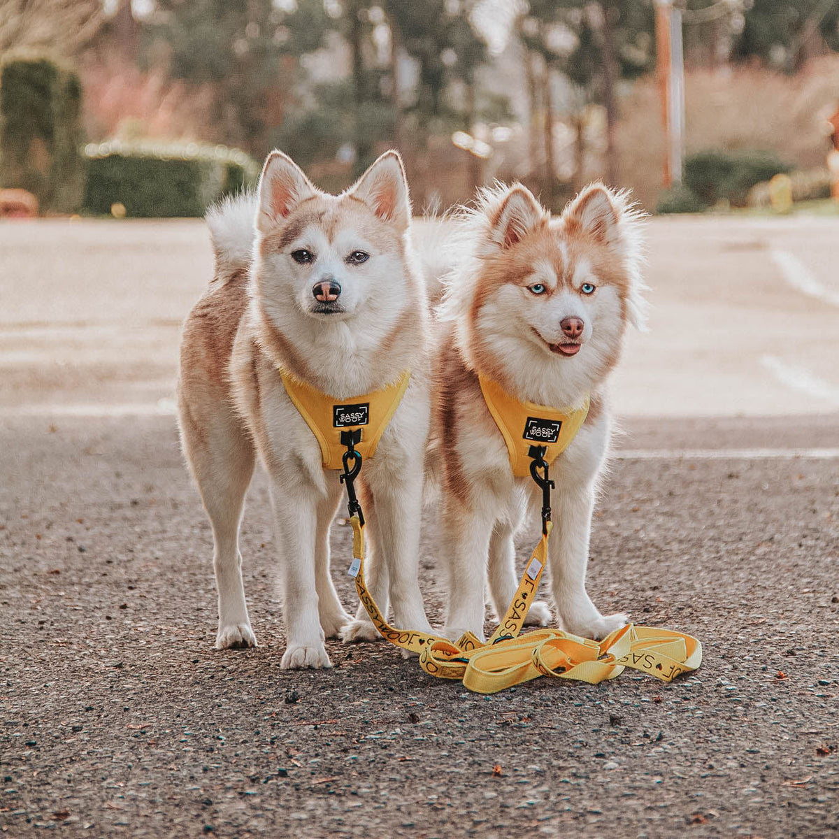 Dog Leash - Neon Yellow