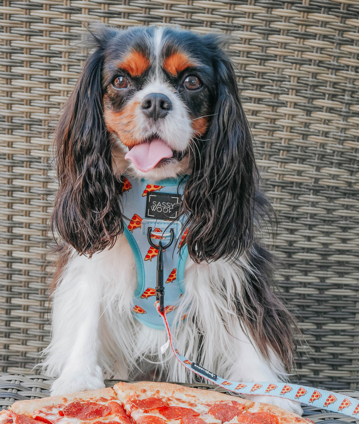 Dog Reversible Harness - One Hot Pupperoni