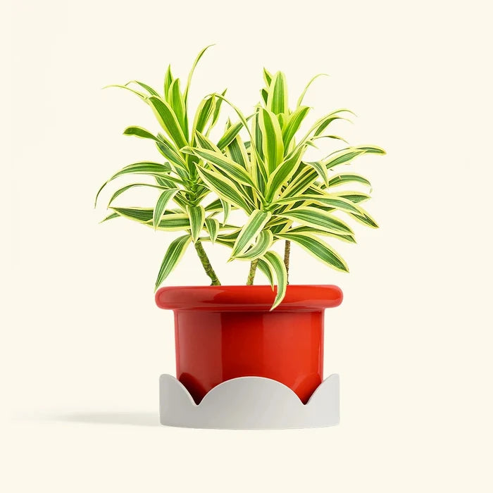Green variegated Dracaena plant in a red pot resting on a beige petal-shaped drip tray against a cream background