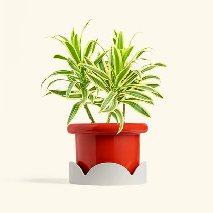 Green variegated Dracaena plant in a red pot resting on a beige petal-shaped drip tray against a cream background