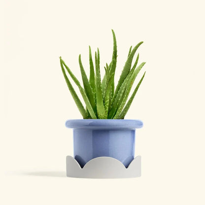 Green aloe vera plant in a blue pot resting on a white petal-shaped drip tray on a cream background