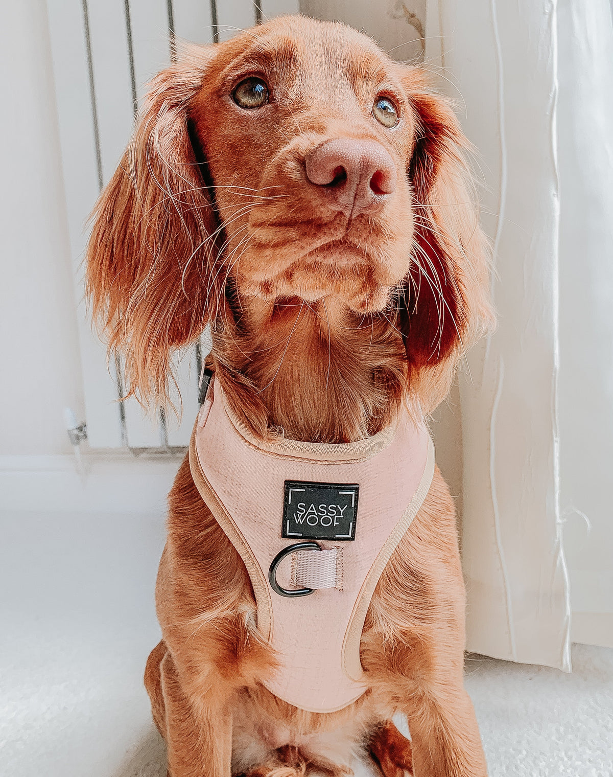 Dog Adjustable Harness - Pinot