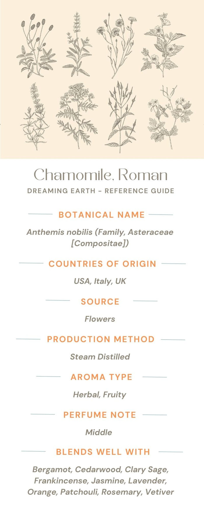 Chamomile, Roman Essential Oil - Dreaming Earth Inc