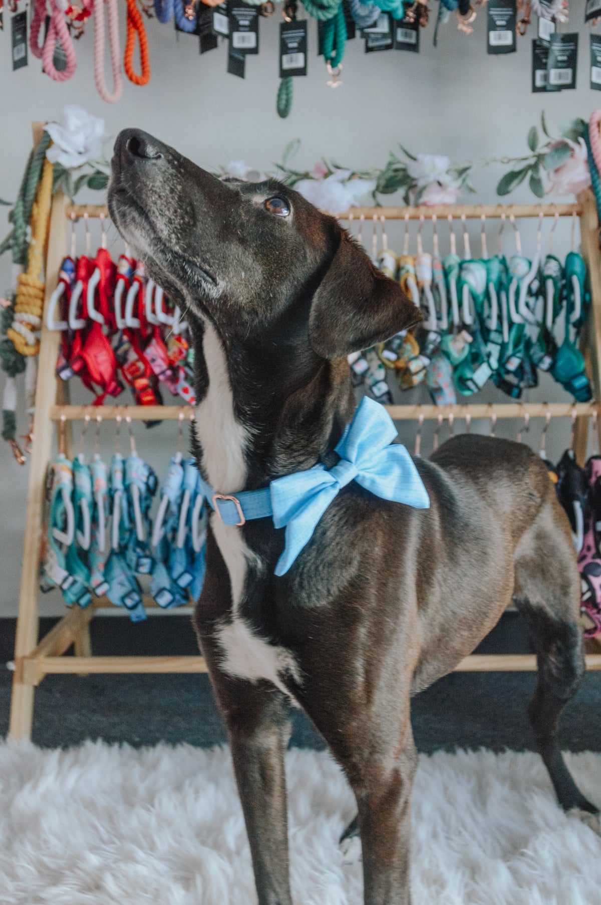 Dog Sailor Bow - Blumond