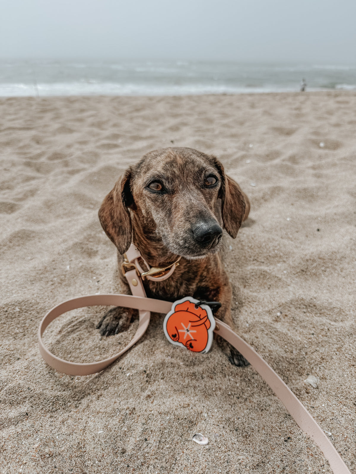 Potty Pal - Dachshund