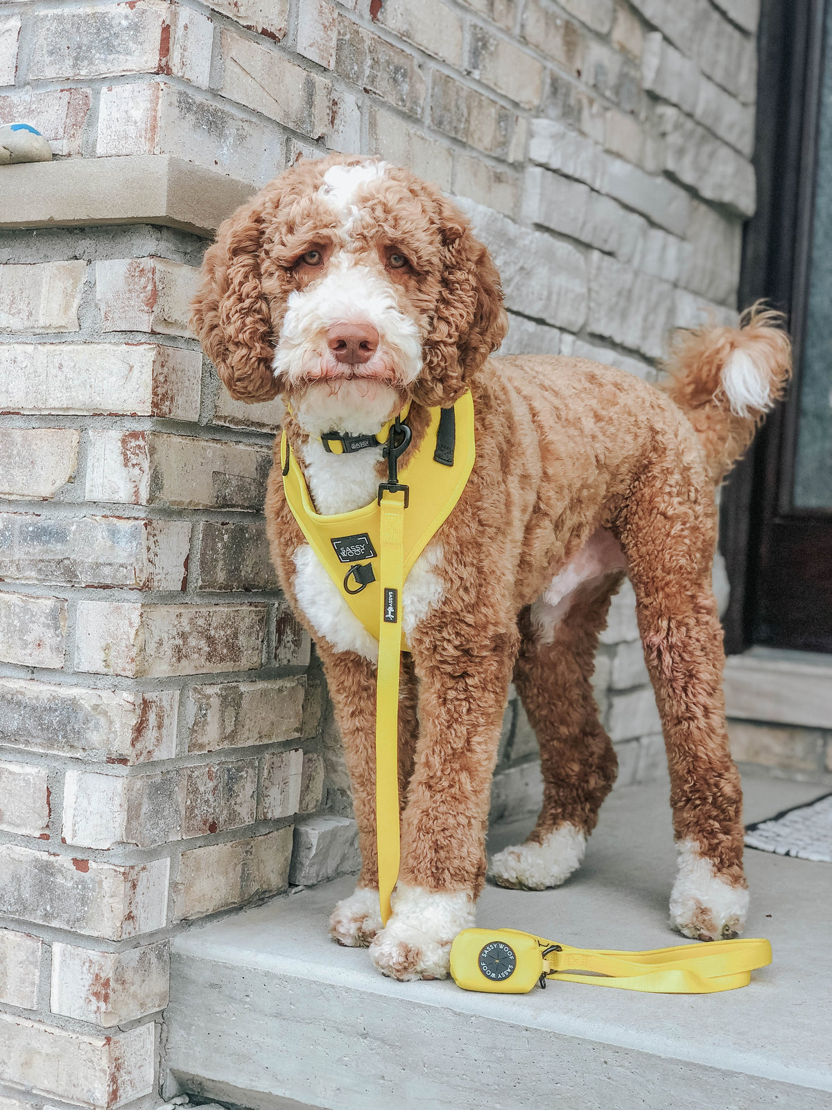 Dog Four Piece Bundle - Neon Yellow